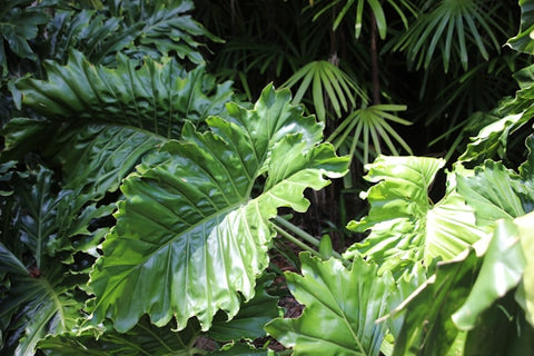 How to care alocasia plant india