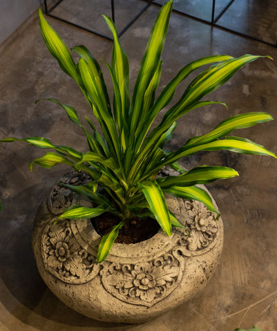 How to Care for Your Dracaena Dara Singh