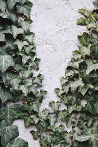 How to Build Your Own Vertical Garden at Home: Ideas, Benefits, and So Much More!
