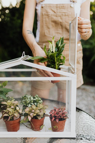 How to Keep Your Plants Happy While You're Away