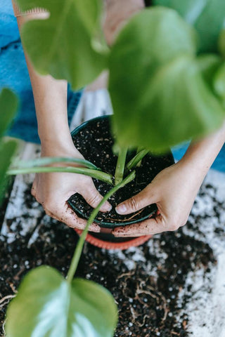 A Beginner's Guide to Fertilizing Your Indoor and Outdoor Plants