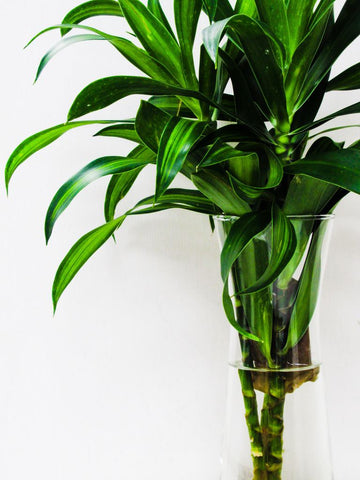 17 Best Indoor Plants That Grow Well in Water-lucky bamboo