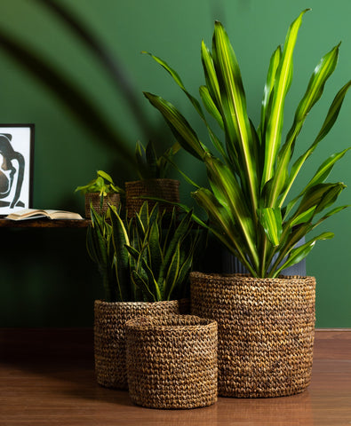 Choosing the Perfect Planter for Your Plants: A Comprehensive Online Guide-Lyra basket