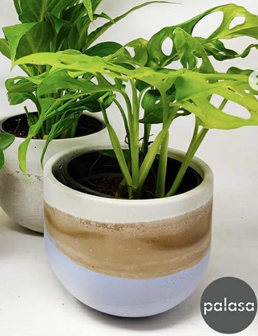 How to Care for Your Monstera Obliqua- limey planter