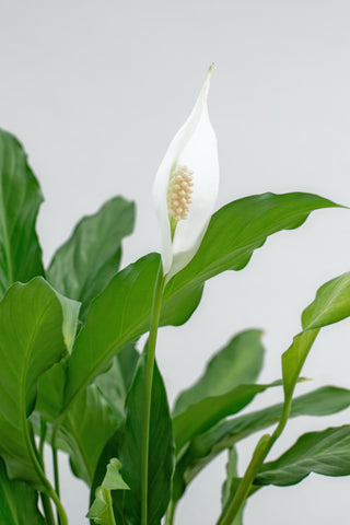 A Complete Guide to Caring For Your Peace Lily
