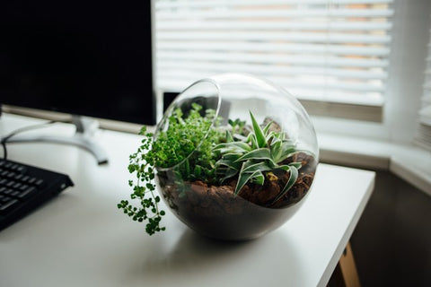 terrarium trending plants 2024