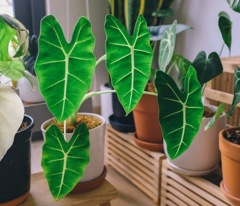 alocasia plant care tips