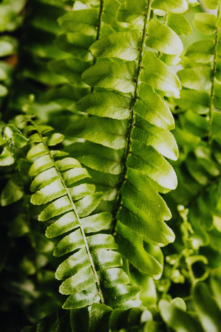 The Ultimate Guide to Boston Fern Care: Green Elegance in Your Home