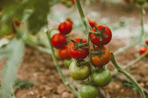 how to grow a tomato plant india
