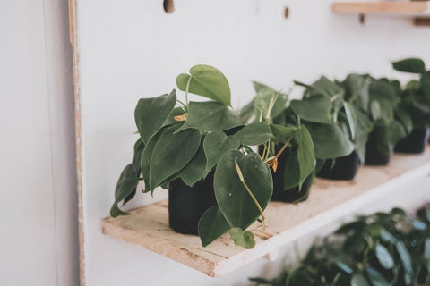 How to Care for Your Philodendron Heartleaf