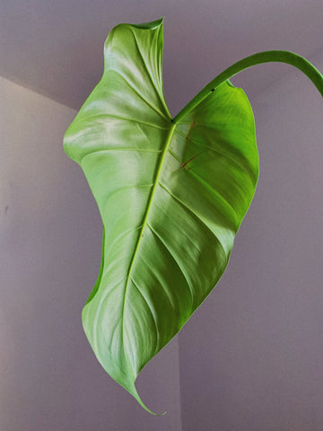 Here’s How to Care for Your Philodendron Moonshine