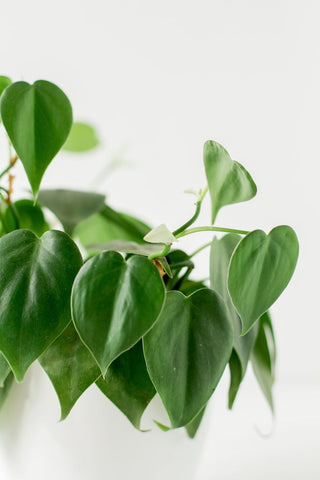 How to Care for Your Philodendron Heartleaf