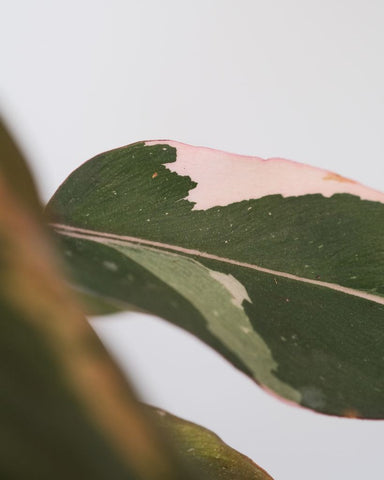 How to care for your Pink Princess Philodendron : Do’s and Don’ts