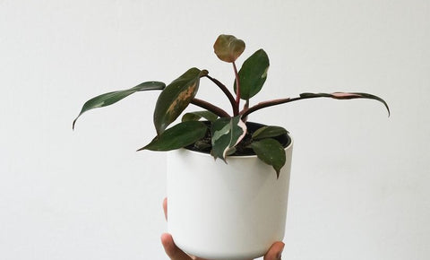 How to care for your Pink Princess Philodendron : Do’s and Don’ts