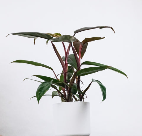 How to care for your Pink Princess Philodendron : Do’s and Don’ts