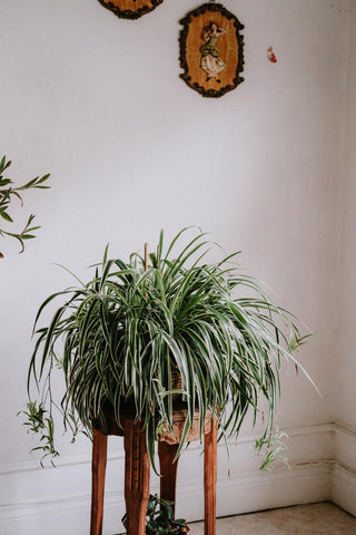 17 Best Indoor Plants That Grow Well in Water-spider plant