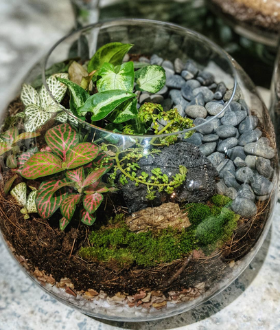 The Beginner's Guide to Making a Terrarium: A Miniature Green World