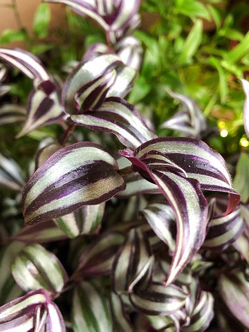 10 Unique Plants to Gift for Valentine’s Day