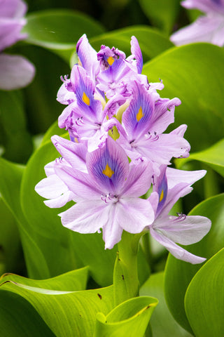 17 Best Indoor Plants That Grow Well in Water-water hyacinth