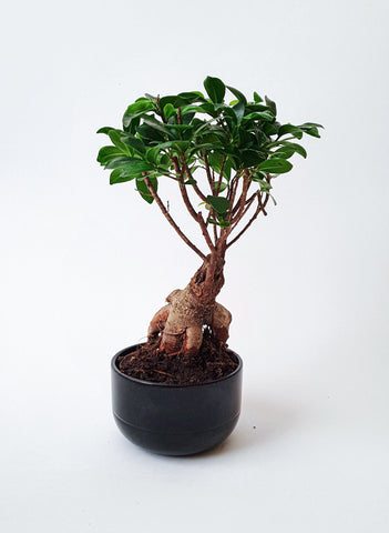 Growing Miniature Trees: A Beginner's Guide to Bonsai Gardening-weeping fig