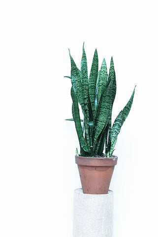 Best Indoor Plants for Bathrooms: Snake Plants