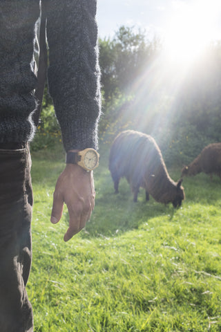 Alpaca