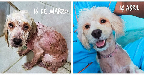 Puppy Transformations: Heartwarming Photos of Dogs Before and After the Shelter