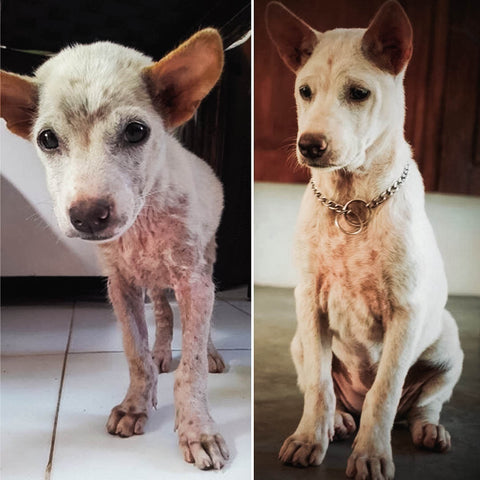 Puppy Transformations: Heartwarming Photos of Dogs Before and After the Shelter, Rescue Bali Dog