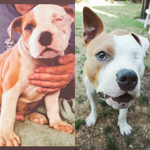 Puppy Transformations: Heartwarming Photos of Dogs Before and After the Shelter, One Eyed Pit Bull Rescue Dog