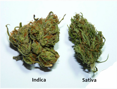 indica vs sativa