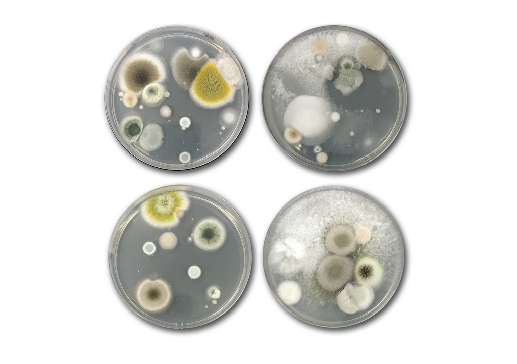 Four Petri dishes showing mold growth.