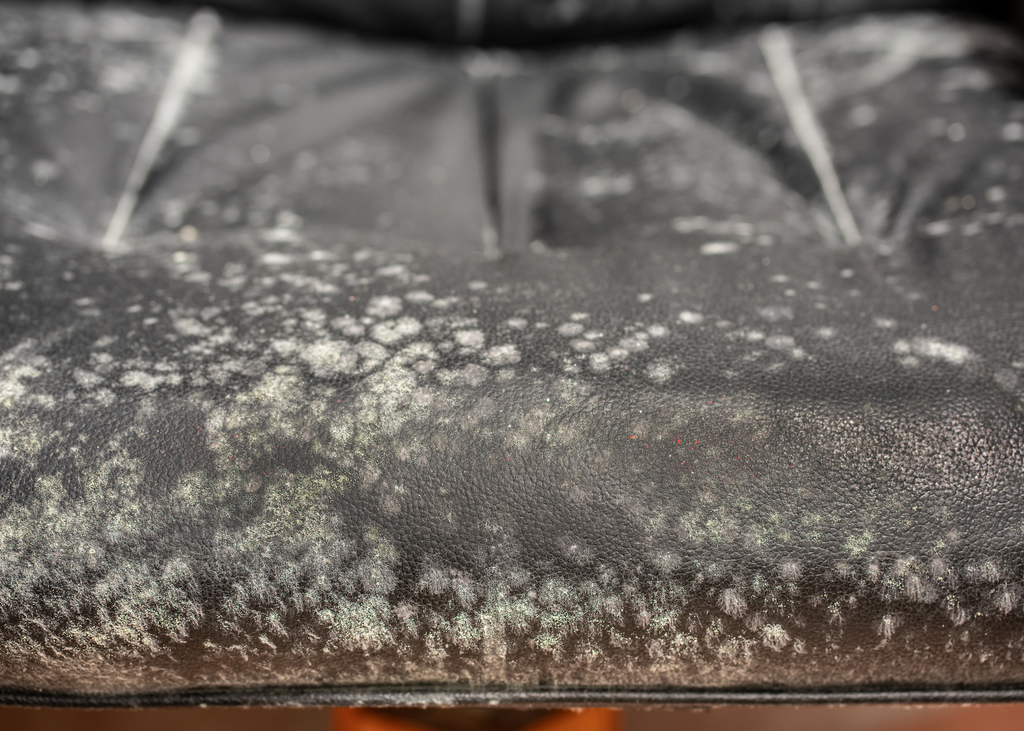 Zoomed in photo of a cushion from a black leather sectional couch with mold growth.