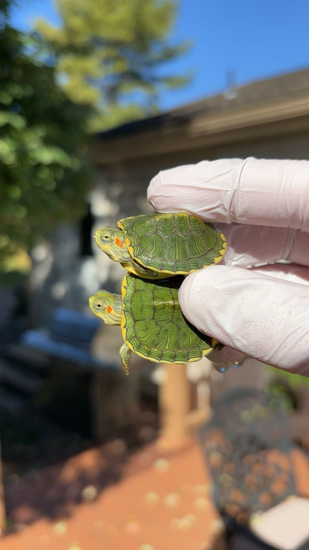 Pastel Red-eared Slider (Trachemys scripta elegans)