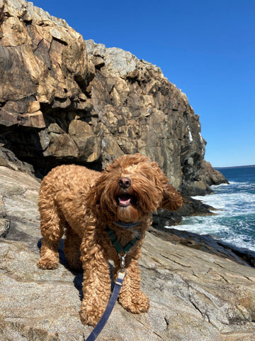 Happy dog smiling by the water in Acadia National Park