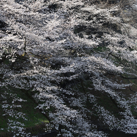 sakura