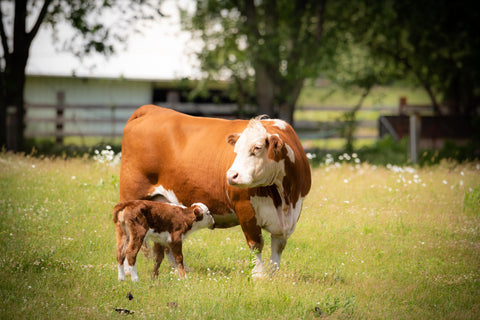 beef cow days old calf