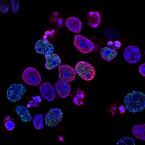 cells and deuterium