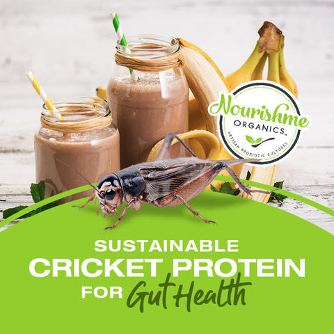 cricket protein and gut health