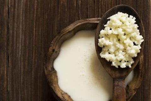 Buy Milk Kefir Grains Australia