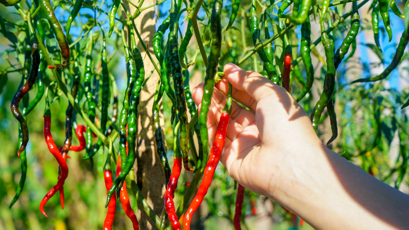 Cayenne pepper for natural constipation relief