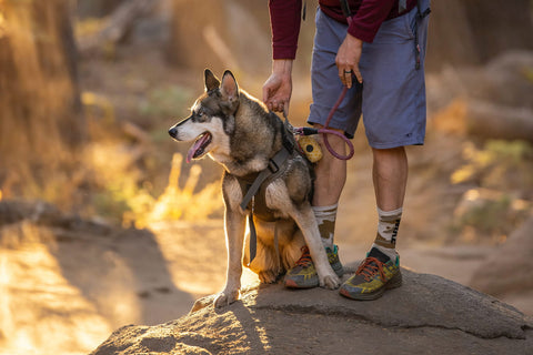 Randonnée avec son chien - Cani-rando VOYAGEUR Nutrition