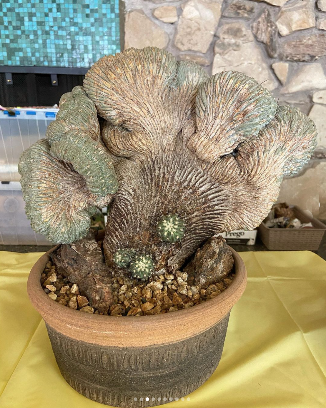 crested cactus