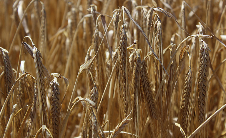 New malt barley variety accredited - Elders Rural Services