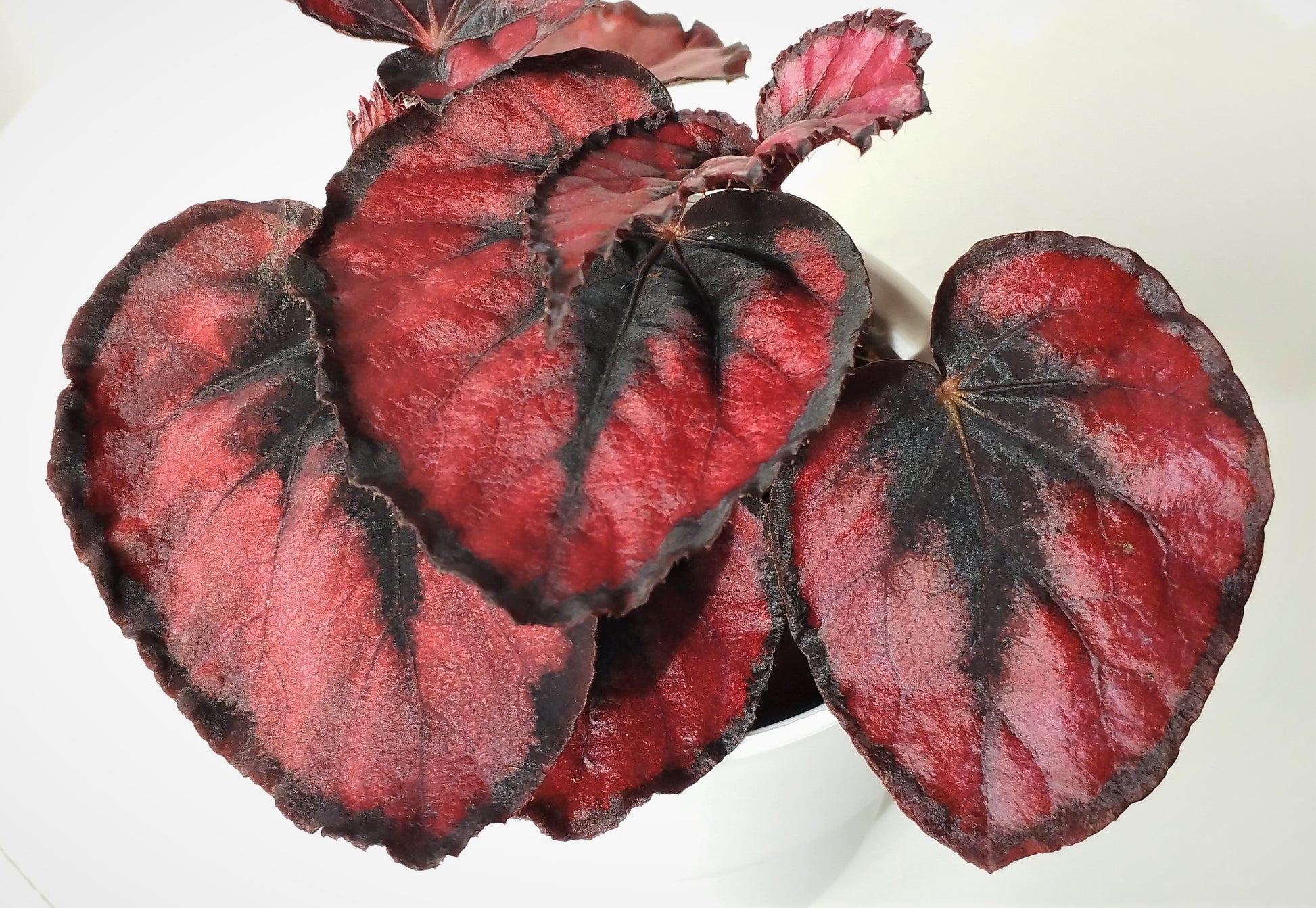 Begonia Rex Magic color Red – Makoyanaplants