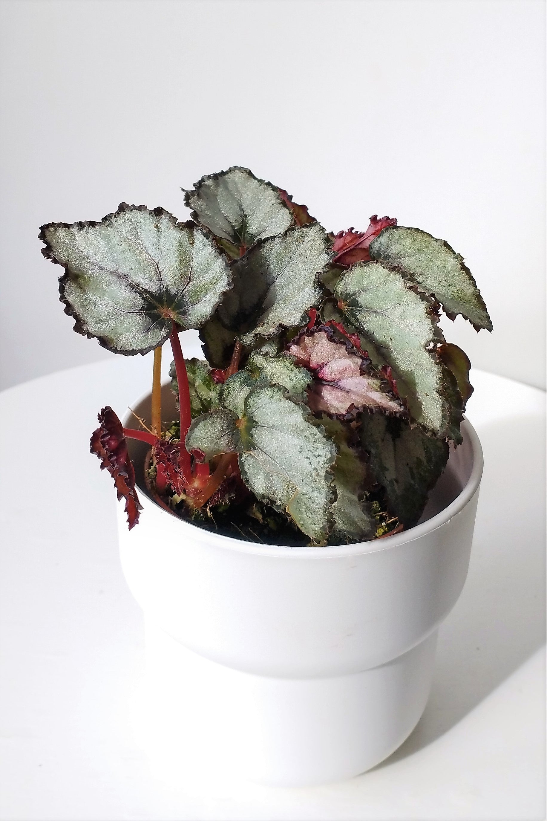 Begonia Rex Magic Color Silver Green – Makoyanaplants