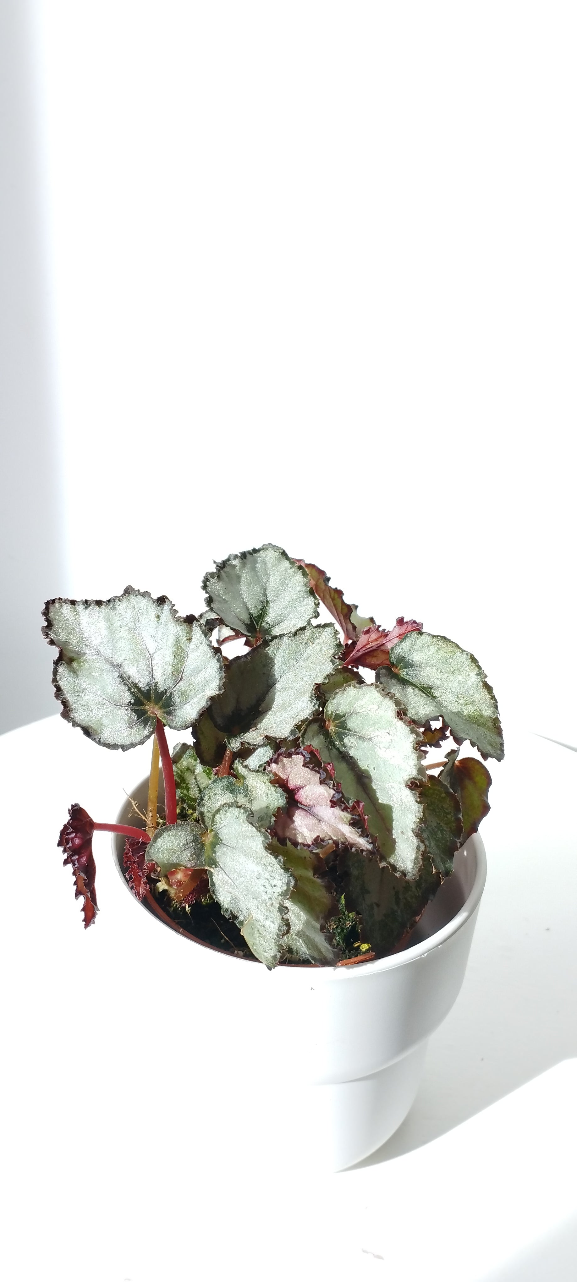 Begonia Rex Magic Color Silver Green – Makoyanaplants