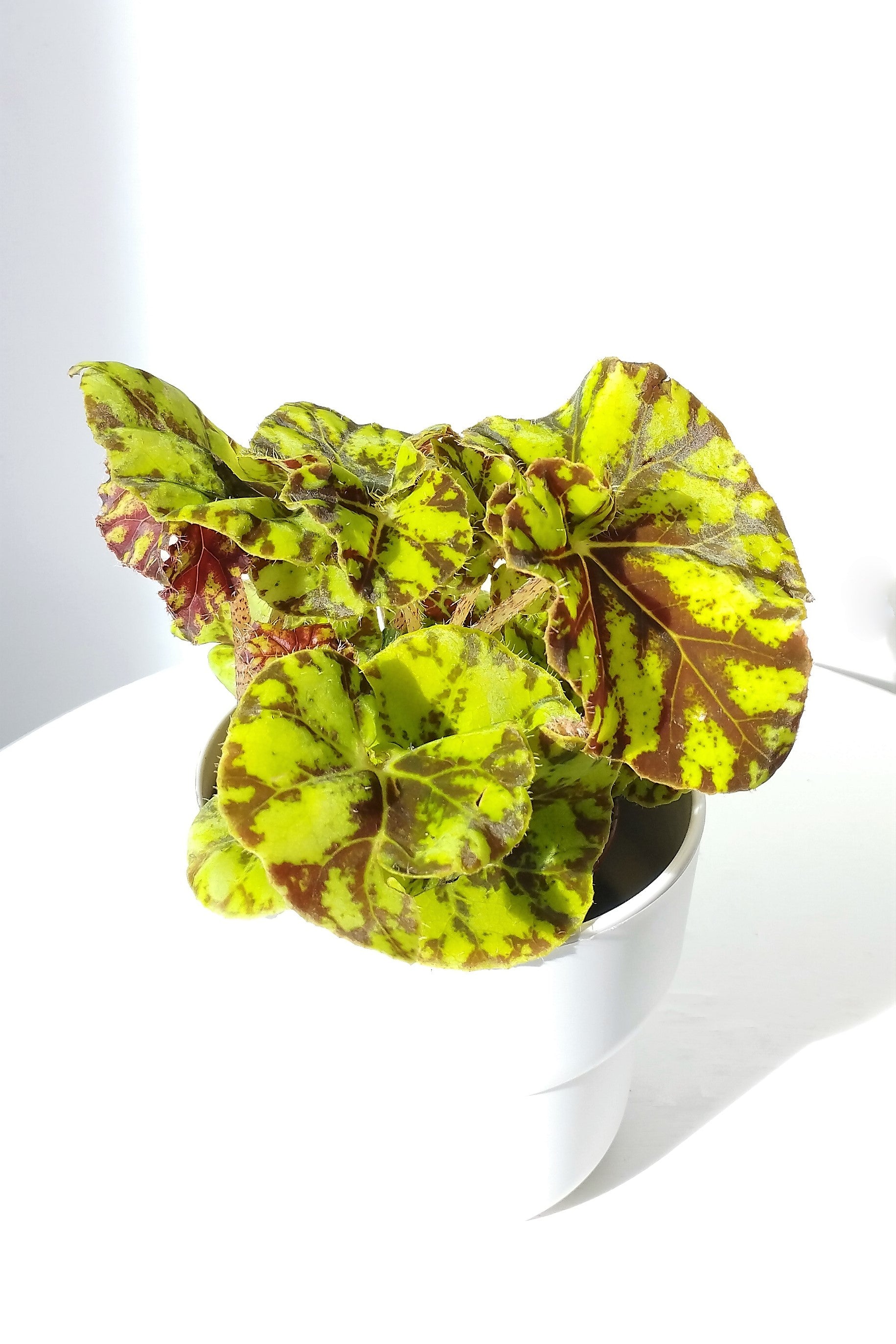 Begonia Rex Magic Colors Yelow – Makoyanaplants