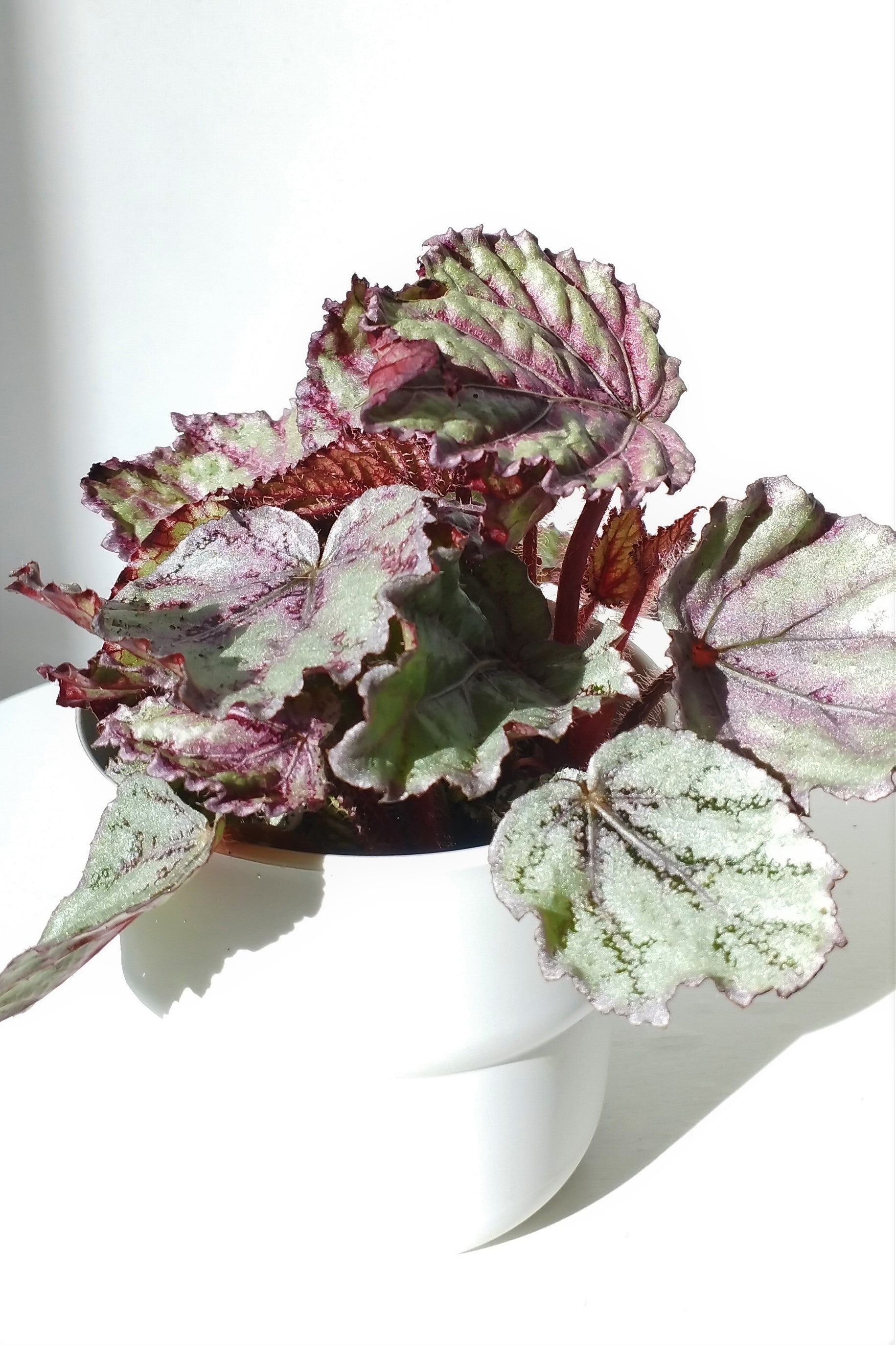 Begonia Rex magic colors Silver – Makoyanaplants