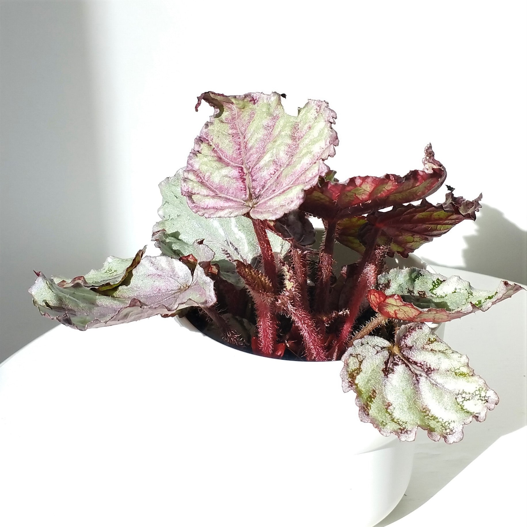 Begonia Rex magic colors Silver – Makoyanaplants