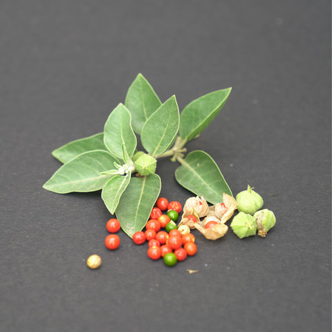 Ashwagandha berries and leaves